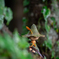 (snufkin)