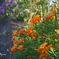 Flower bed