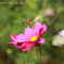 ミツバチと花の絆
