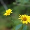 高原の花