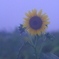 心に降る雨