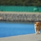 海辺をゆく