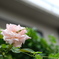 朝露の薔薇の寝覚め