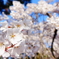 御所の桜