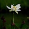 残り花とカエル