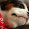 眠たいので