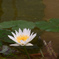 蓮002