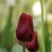 チューリップ