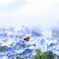 蜜集め