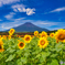 富士山とひまわり