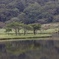 水面の木