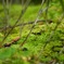 苔の世界