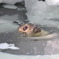 Phoca