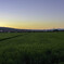 朝風がわたる青田