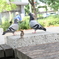 鳥たちの集会