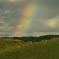 牛と虹
