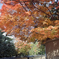 紅葉の東福寺