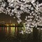 千波湖の桜と水戸の夜景1