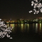 千波湖の桜と水戸の夜景2