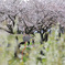 桜川の堤防に咲く桜