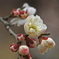 梅・UME・うめ　Ⅲ