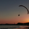 夕空に飛ぶ