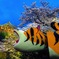 信貴山と虎