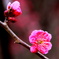 紅　梅