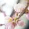 山桜