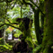 Green sleep、 Awakening autumn footsteps