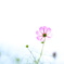 秋桜
