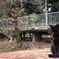 黒猫さん