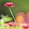 花園に咲く百日草