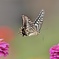 花から花へ