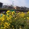 菜の花とショベルカー