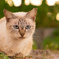 ねこ