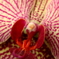 orchid