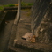 吾輩は猫である、ニャー # 1199