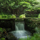 夏の山吹水源