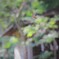 林の中で