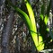 Light GREEN*