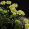 ベランダの花