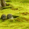 三千院にて