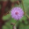 花の香りに誘われて ♪