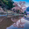 苗代桜