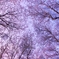桜色に染まる