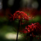 IMGP4096l