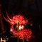 夜の彼岸花　地上12階に咲く