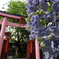 秋葉原　柳森神社　