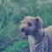 my pretty dog Ⅱ # 414